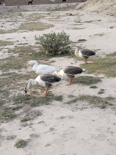 4 male ducks