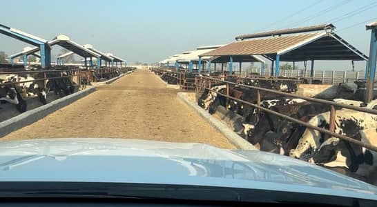 Cattle and dairy farm for rent
