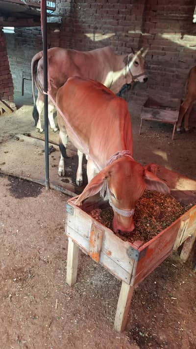 cow jolistani