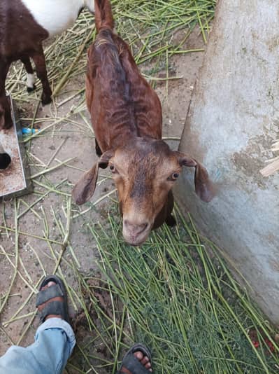 bakra andu age 4 month