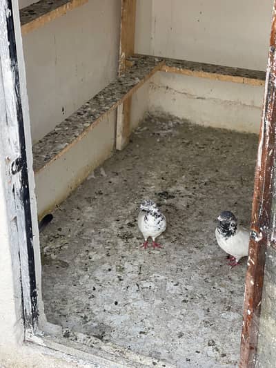 Pigeons For Sale