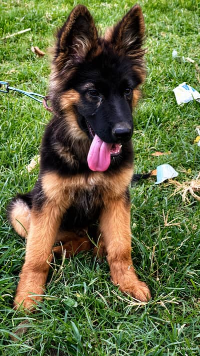 4 vaccines ho gy hai dog 3 months ka lene wala only contact
