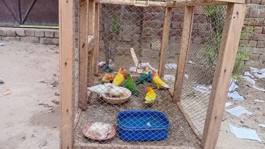 Colour ful parrots