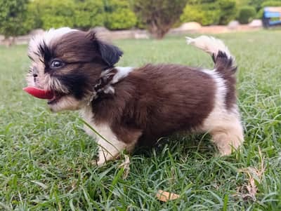 Shih tzu Tea cup size puppies available (03049898165)