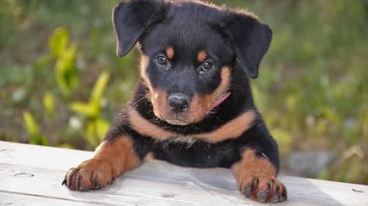 rottweiller female pedigree
