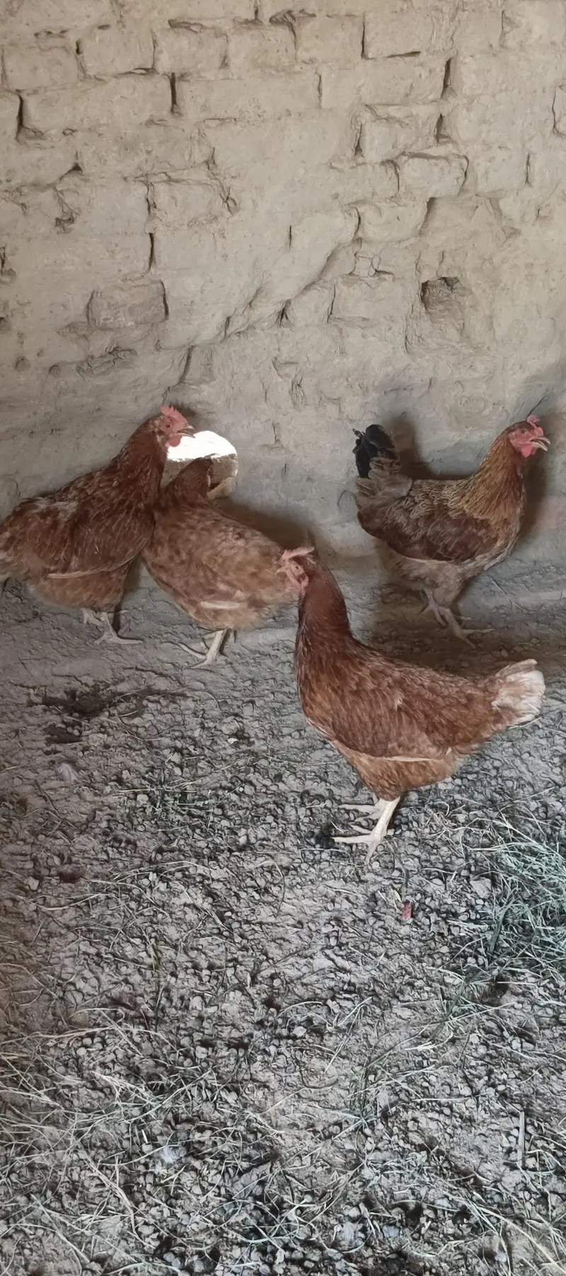 Andy ni deti hain 800 R's per kg 5 pies