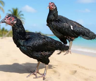 Aseel hen for sale