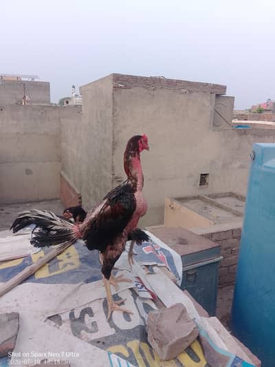 pure aseal