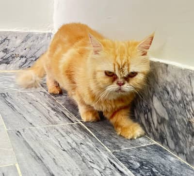 Persian Vaccinated Male and female