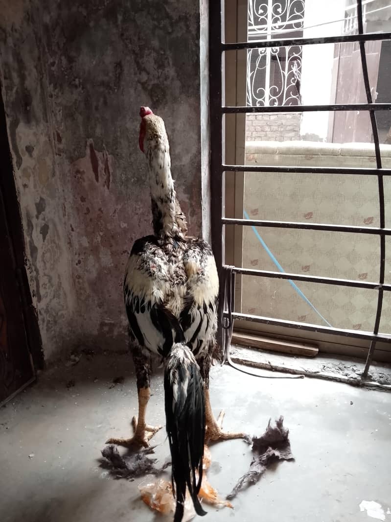 بہت نایاب ہے 2