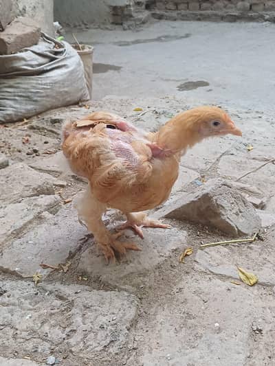 Golden buff Chick