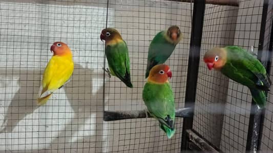 love birds with cage for sale