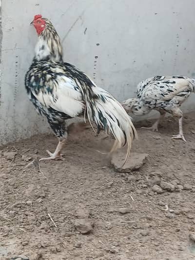 High Quality White Black Aseel Breeder Pair