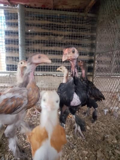 brahma or aseel cross chicks