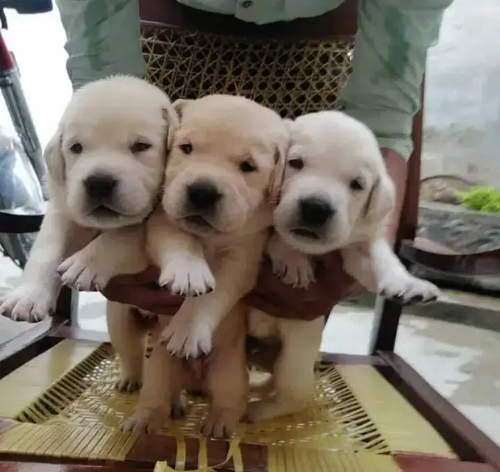 Labrador puppies