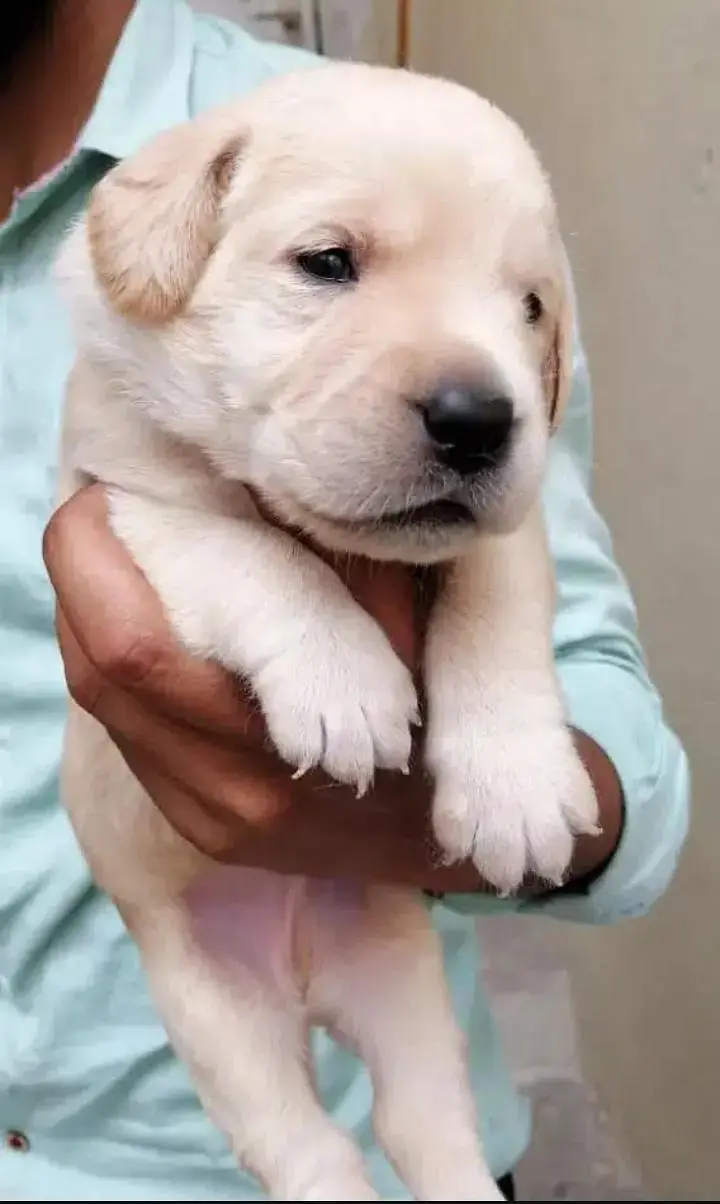Labrador puppies — photo 2