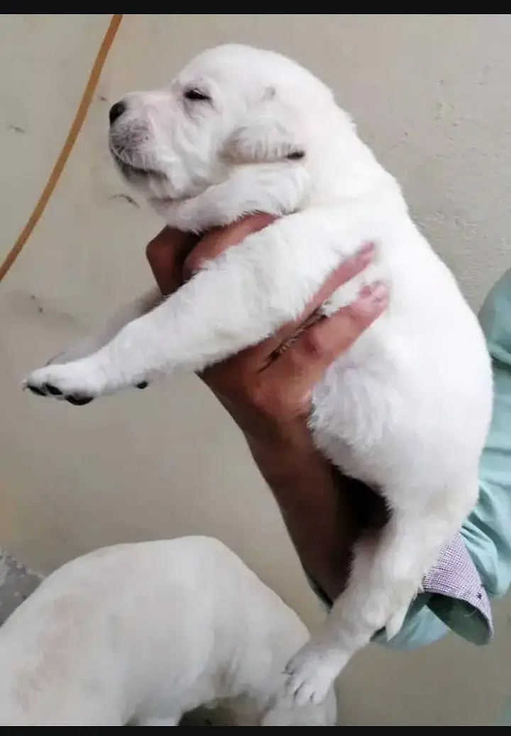 Labrador puppies — photo 3