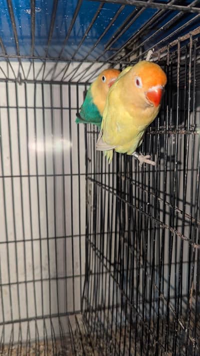 Creamino into Decino Breeder Pair