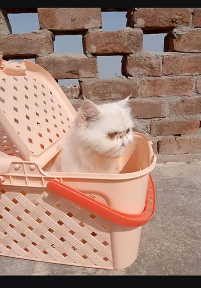 exotic piki female cat for sale