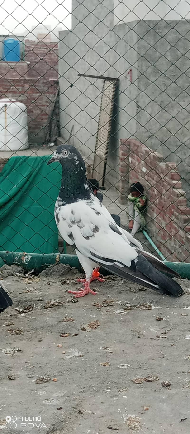 kabutar 2