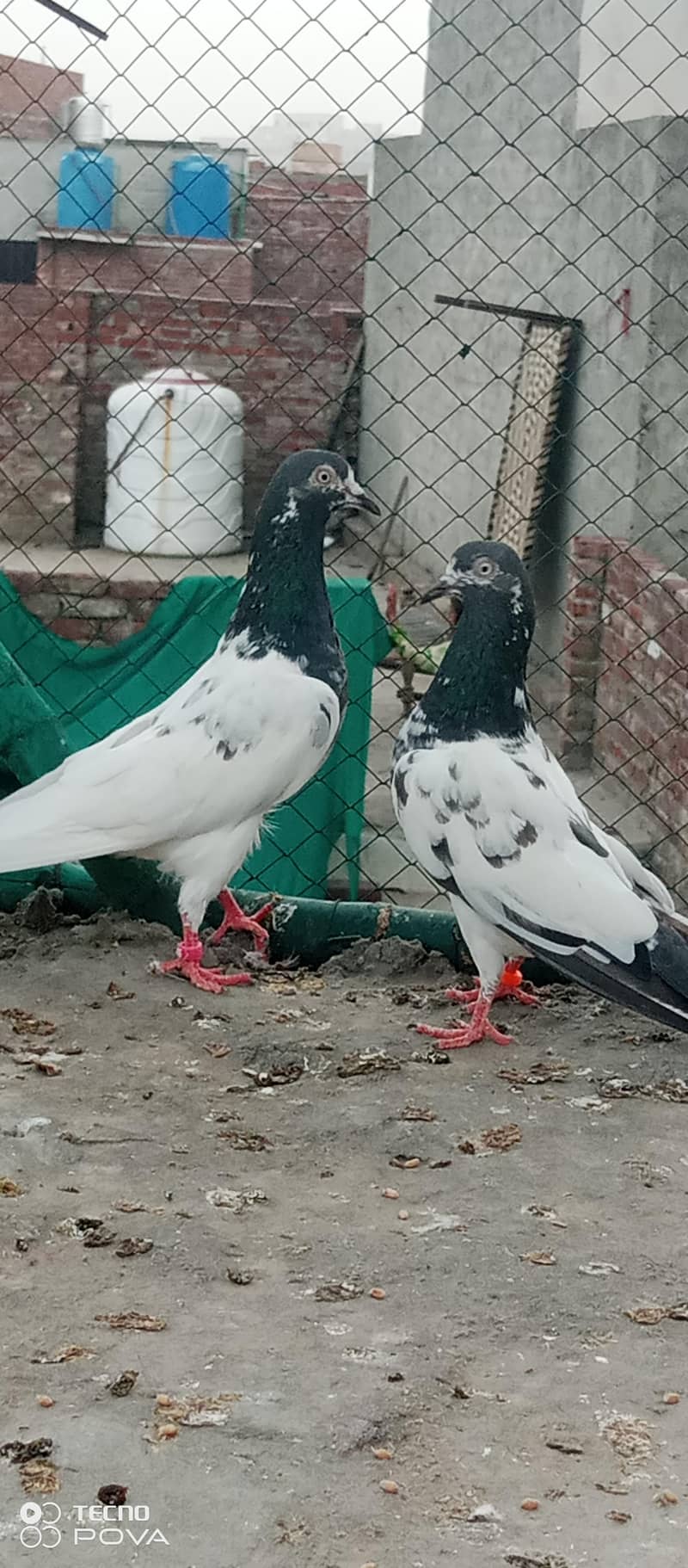 kabutar 5