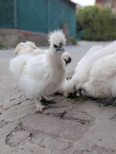 fancy White Silki hen Blue ears 5 finger chiks 4 months