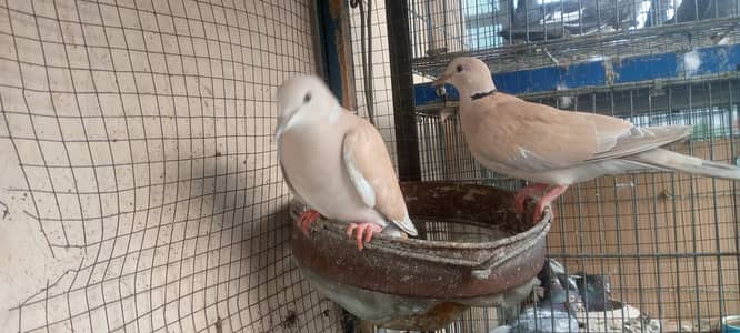 khumra Dove pair