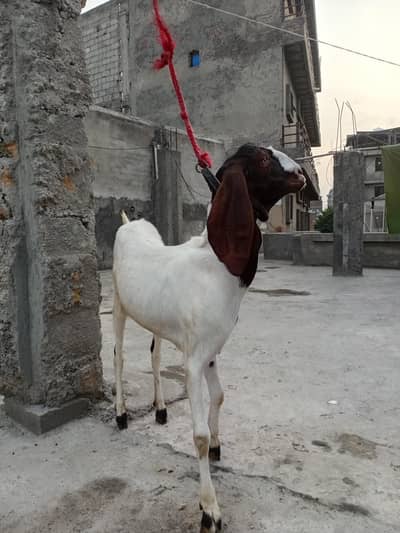5 goats for sale (read description)