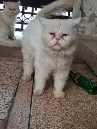 Persian stud male up for adoption