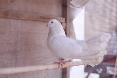 pigeon