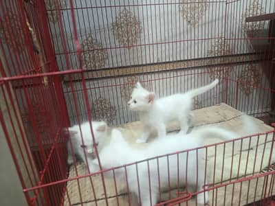 persian cats