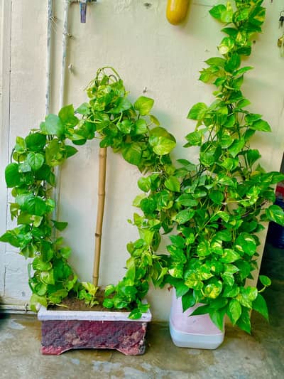 Healthy Money Plant (Pothos) – Large Indoor & Outdoor