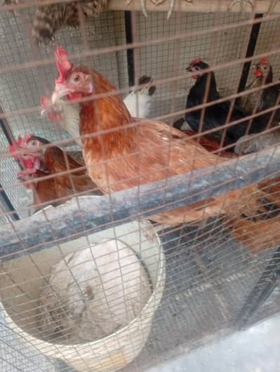 Golden Misri Desi Egg Laying Hens