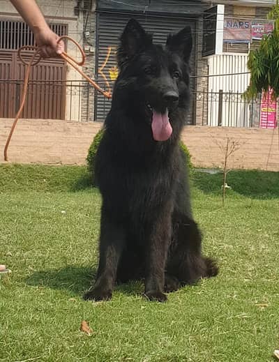 black German shepherd  young male pedigree dog available in Lahore