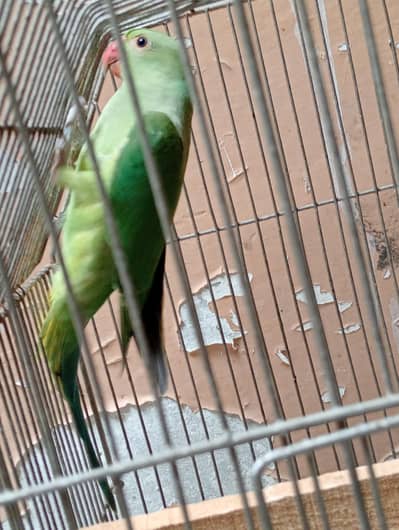 ring neack hand tam baby parrot 