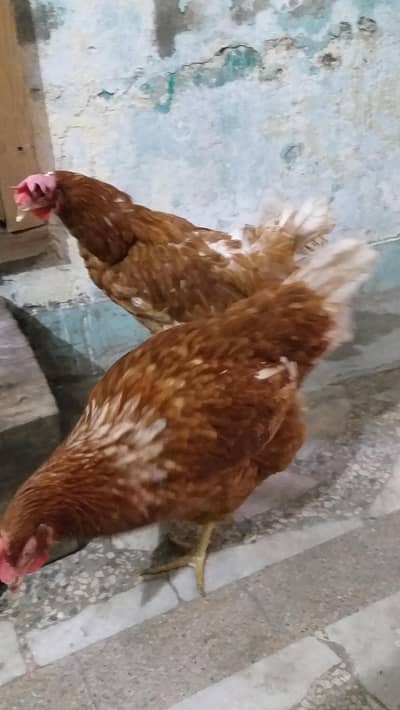 pair of hens for sale