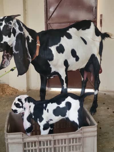 Beetle bakri with beetle bakra kid | Beetle bakri ka bacha | goats