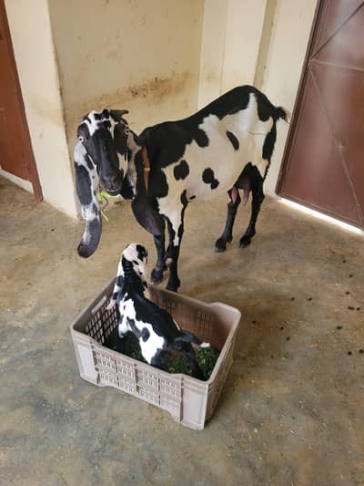 Beetal bakri sath male bacha | Beetal bakri ka bacha bakra | goats
