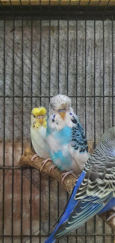 EXHIBITION HOGO SPLIT MALE FOR SALE