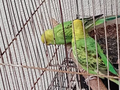 Beautiful bugies male for sale