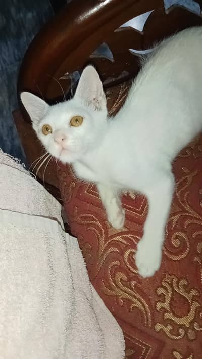 White Persian Kitten