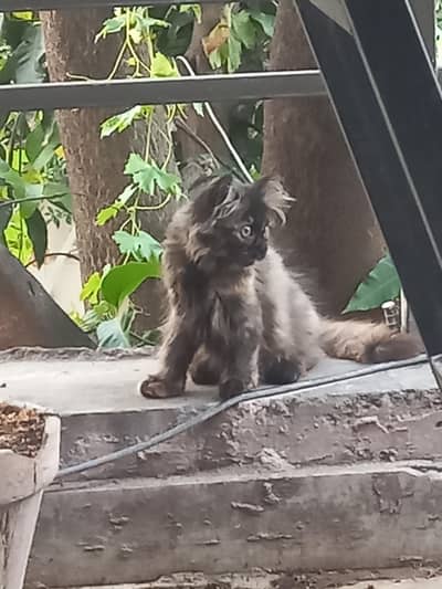 Cute Persian kitten for sale