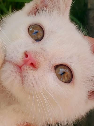 Female Turkish Angora Persian For Sale Urgent