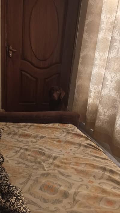 Chocolate Lab