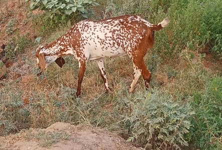 desi breed