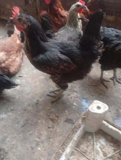 Desi & Golden Misri Egg Laying Hens Available