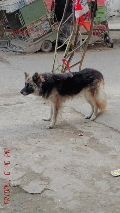 German cross with wolf