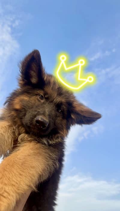 GSD  long coat Show quality puppies