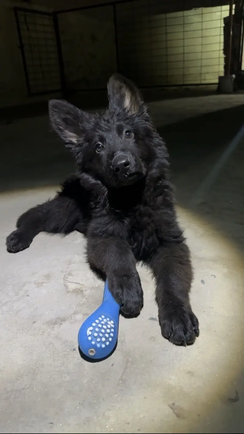 GSD  long coat Show quality puppies — photo 2
