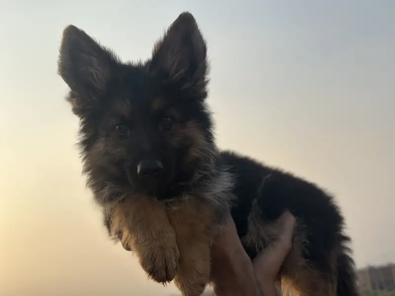 GSD  long coat Show quality puppies — photo 3